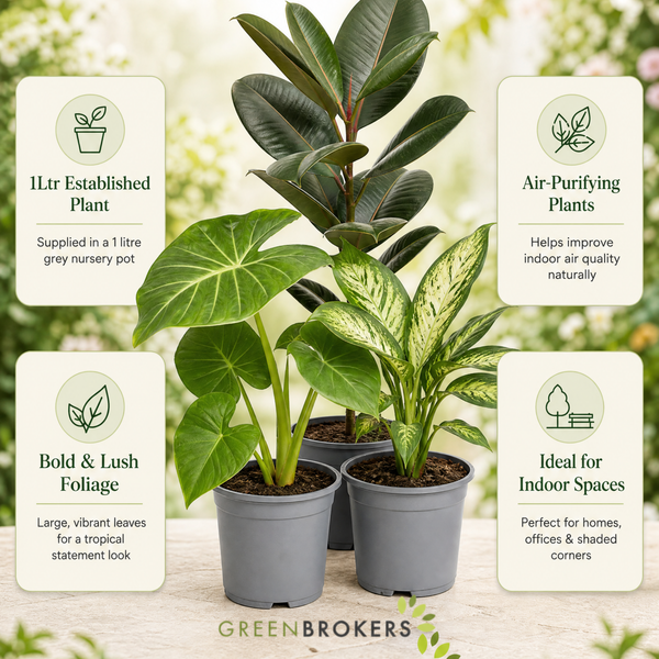 Tropical Jungle 3 Plant Collection - Ficus Robusta, Elephant Ear & Dumb Cane – Mixed Houseplants Set in 1L Pots