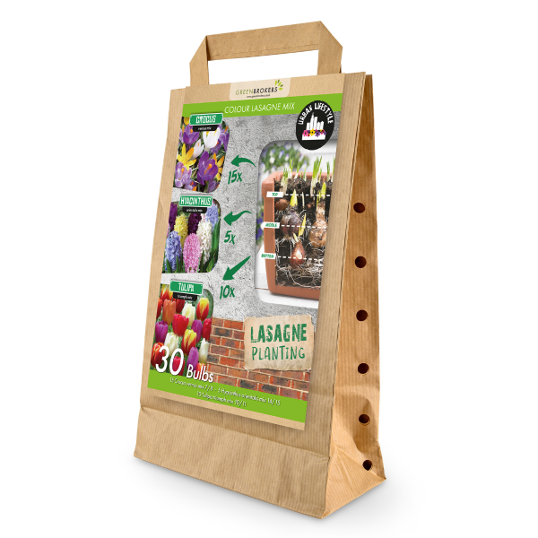 GreenBrokers Colour Lasagne Mix Bulbs - 30 Dutch Bulbs, Layered Eco Gift Bag B1176