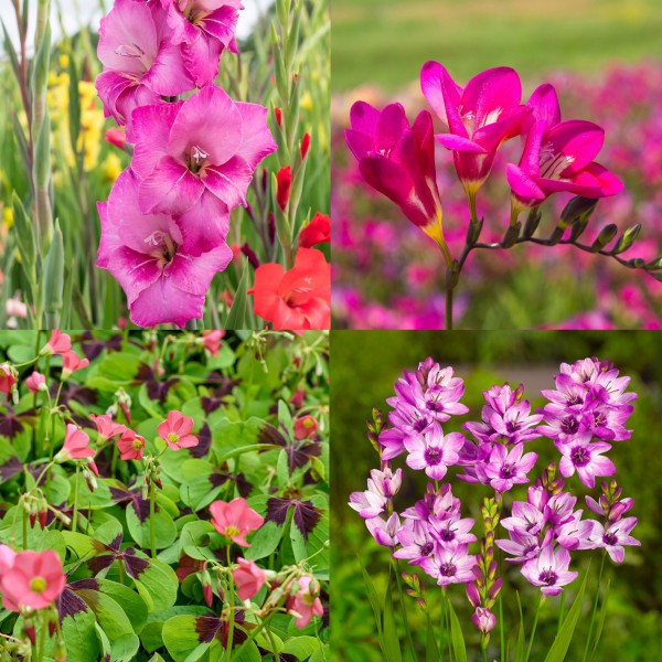 Pink Colour Collection Summer Flowering Bulbs (50 Bulbs) - B1309
