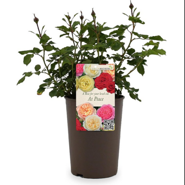 Beautiful Gift Rose - “A Rose for Your Loved One at Peace” - Gift Wrapped - 3L Potted - Five Colour Choices 