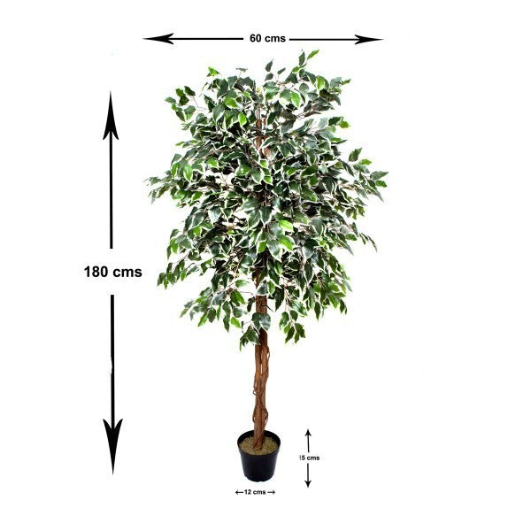 Artificial Variegated Ficus Tree 180cm/6ft - A1272