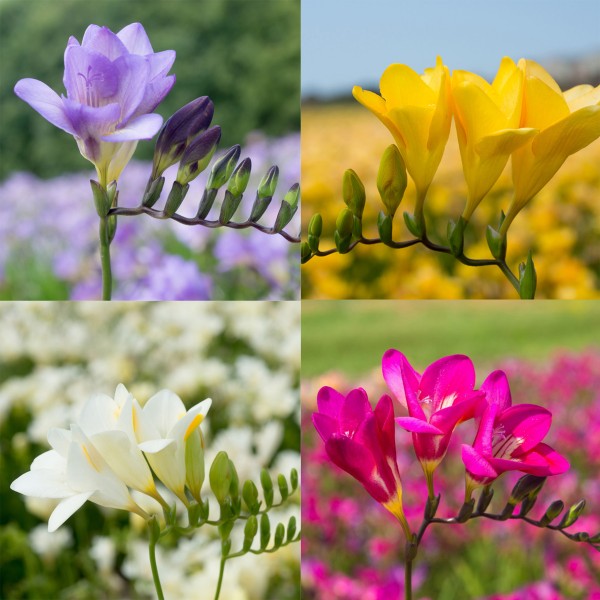 Big Buy MEGA Summer Pack Freesia Mixed Colours (50 Bulbs) - B1304