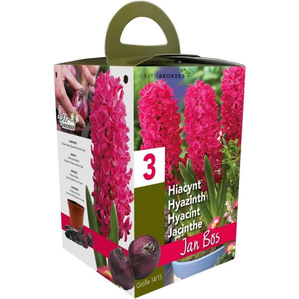 GreenBrokers Pink Hyacinth Gift Box – Jan Bos (3 Bulbs),  Pot & Compost B1380