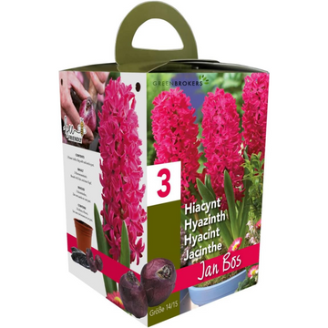 GreenBrokers Pink Hyacinth Gift Box – Jan Bos (3 Bulbs),  Pot & Compost B1380