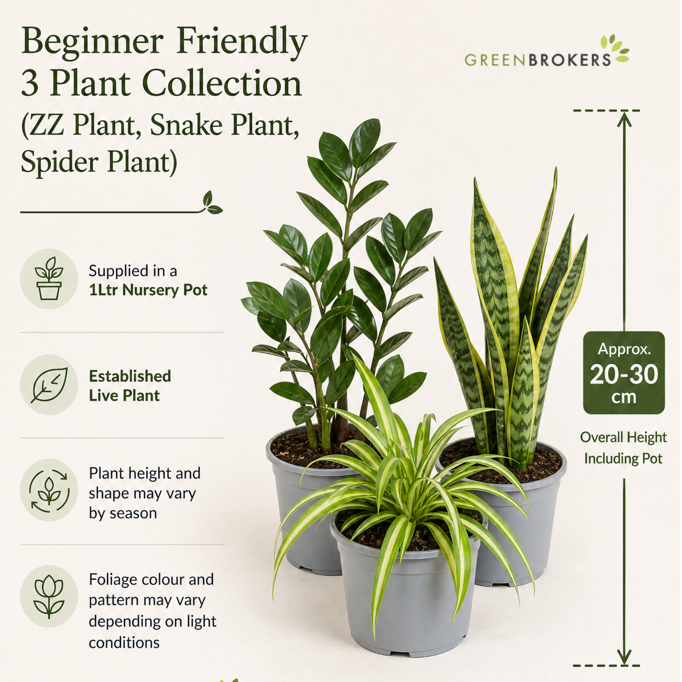 Beginner Friendly 3 Plant Collection - ZZ Plant, Snake Plant & Spider Plant – Mixed Houseplants Set in 1L Pots