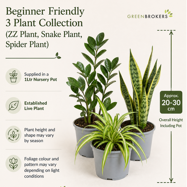 Beginner Friendly 3 Plant Collection - ZZ Plant, Snake Plant & Spider Plant – Mixed Houseplants Set in 1L Pots