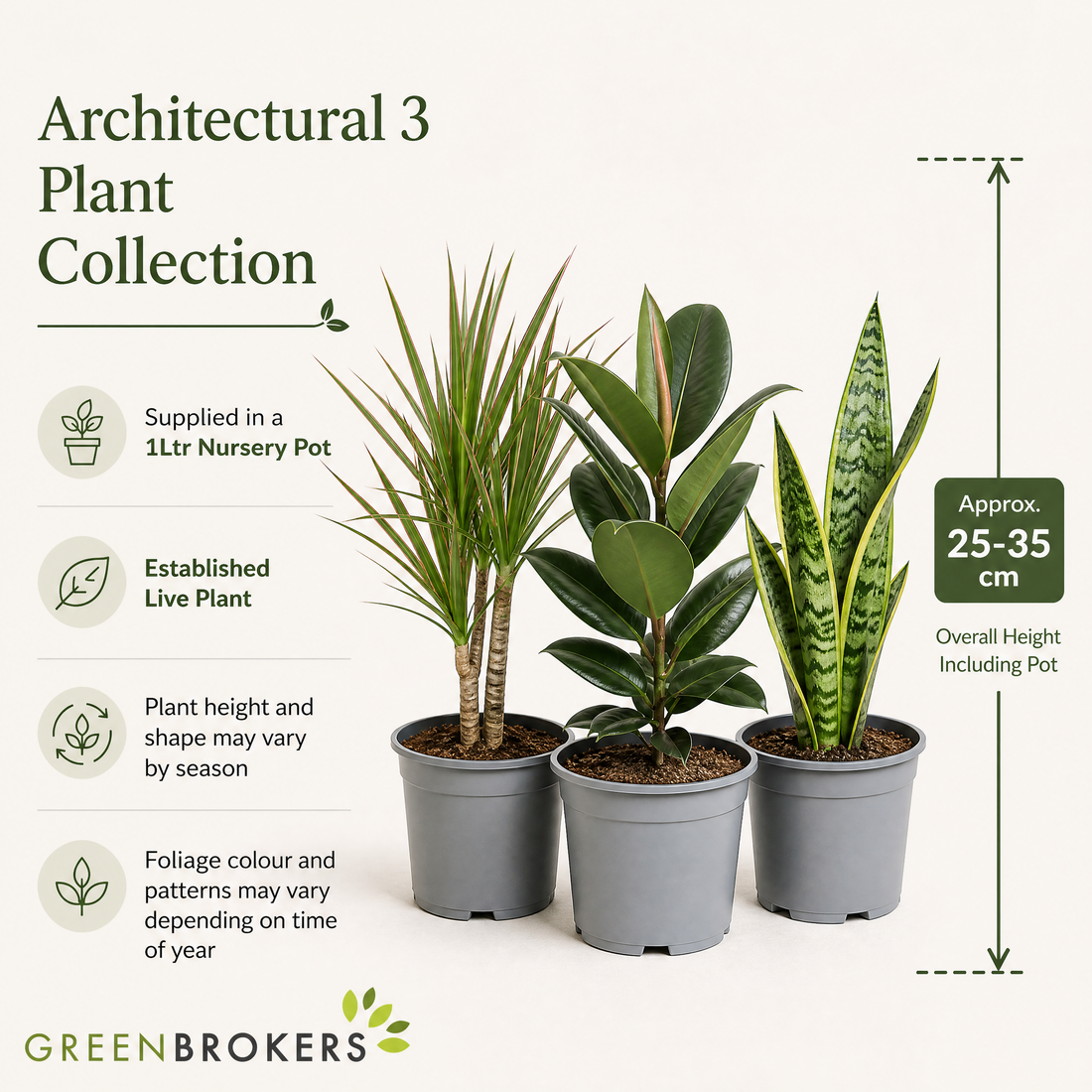 Architectural 3 Plant Collection - Dracaena, Ficus Robusta & Sansevieria – 3 Mixed Houseplants 1L Pots