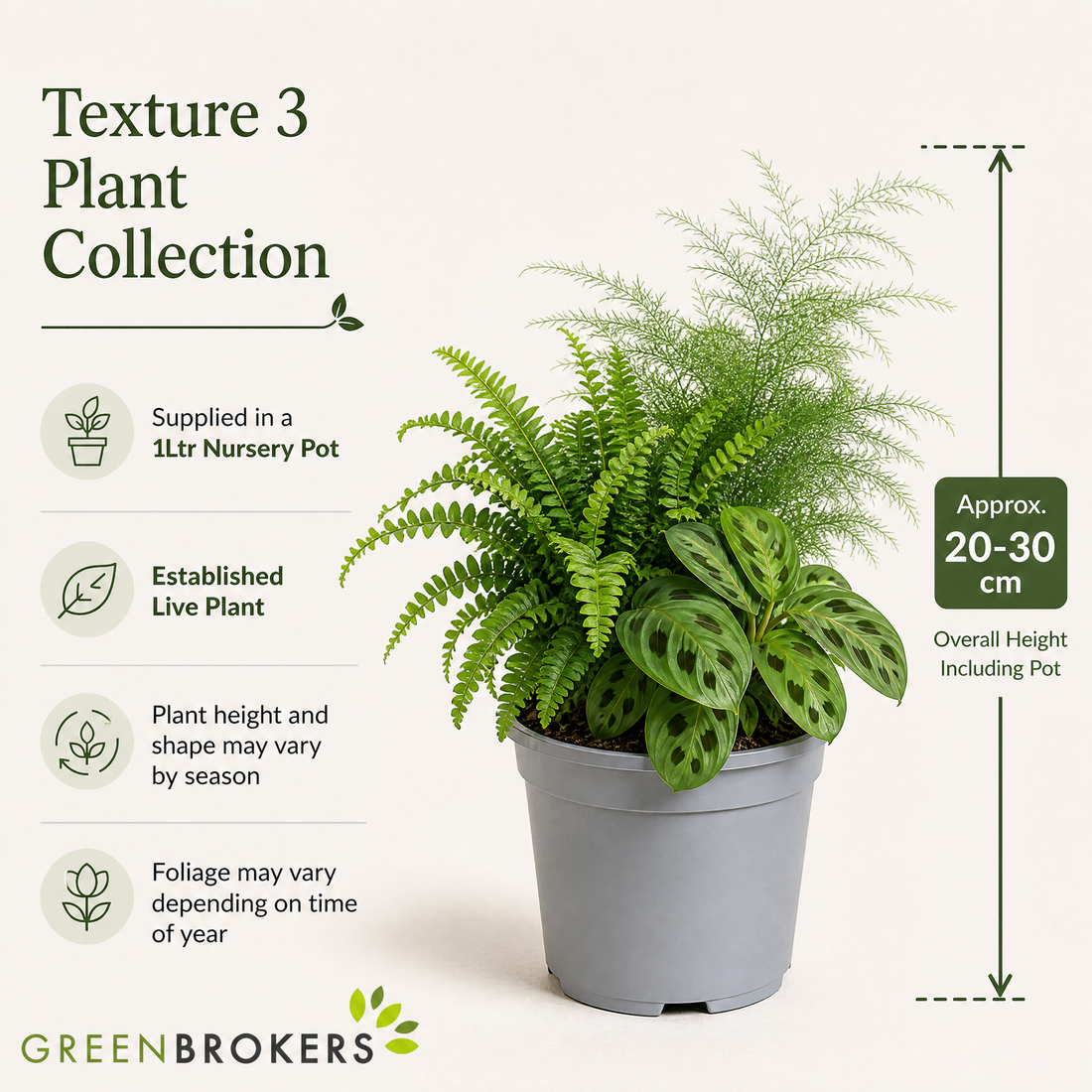 Texture 3 Plant Collection - Boston Fern, Asparagus Fern & Maranta – 3 Mixed Houseplants 1L Pots