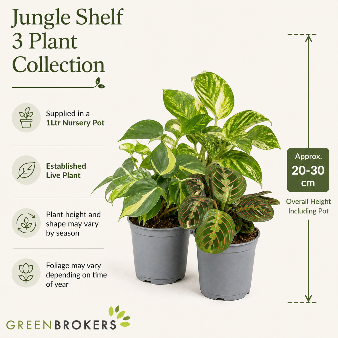 Jungle Shelf 3 Plant Collection - Philodendron Brasil, Golden Pothos & Maranta, 1L Pots