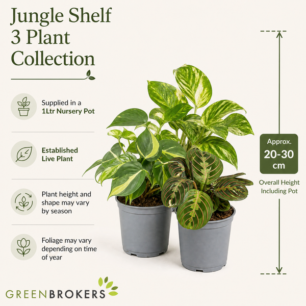 Jungle Shelf 3 Plant Collection - Philodendron Brasil, Golden Pothos & Maranta, 1L Pots