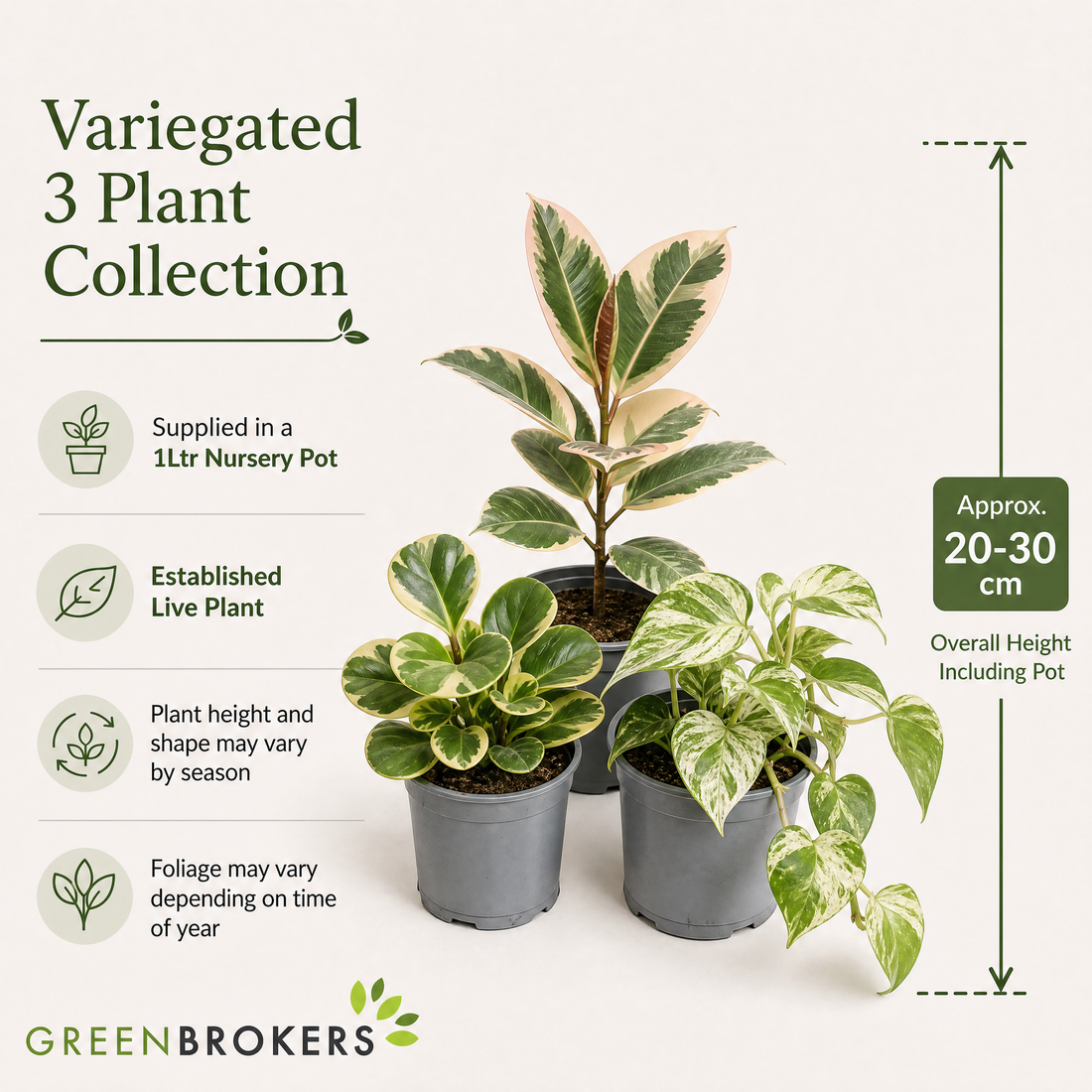 Variegated 3 Plant Collection - Ficus Tineke, Peperomia & Marble Queen – 3 Mixed Houseplants 1L Pots