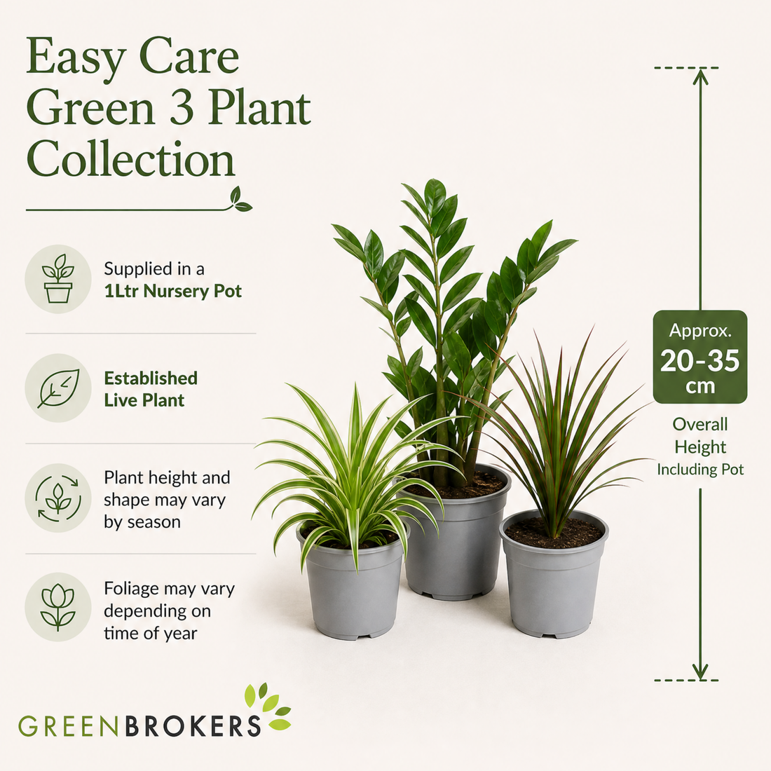 Easy Care 3 Plant Collection - Spider Plant, ZZ Plant & Dracaena Marginata, 1L Pots