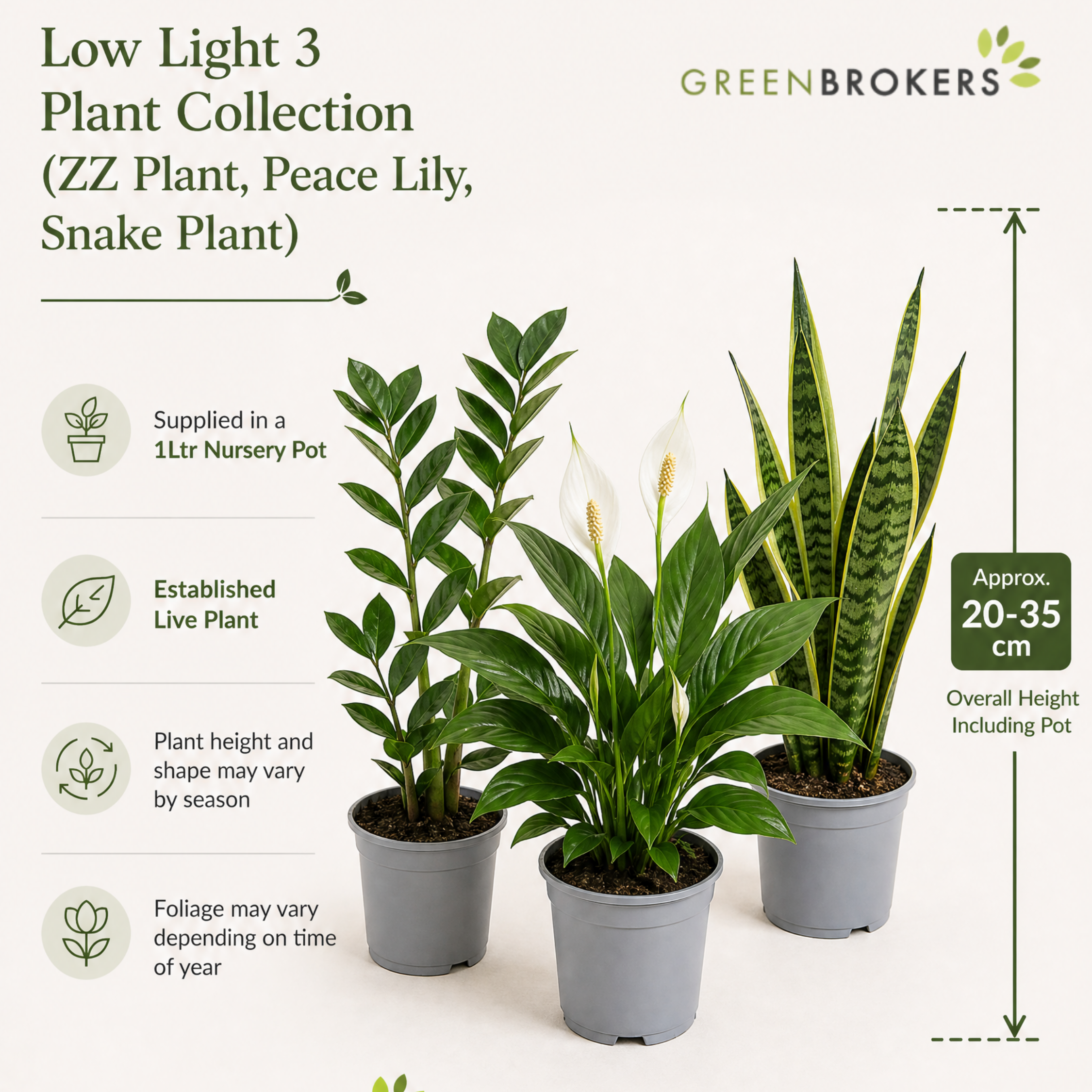 Low Light 3 Plant Collection - Snake Plant, Peace Lily & ZZ Plant – Mixed Houseplants Set in 1L Pots