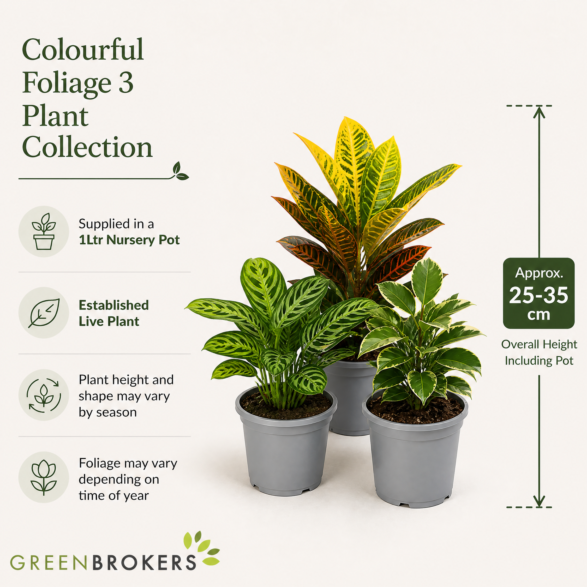 Colourful Foliage 3 Plant Collection - Croton Petra, Maranta & Ficus Belize – 3 Mixed Houseplants in 1L Pots