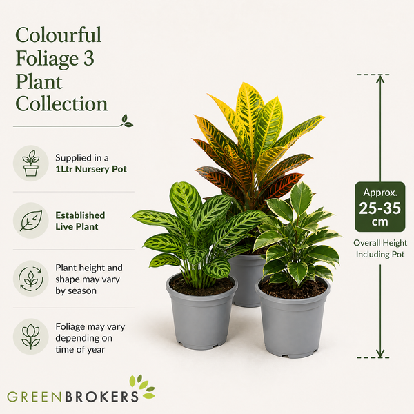 Colourful Foliage 3 Plant Collection - Croton Petra, Maranta & Ficus Belize – 3 Mixed Houseplants in 1L Pots