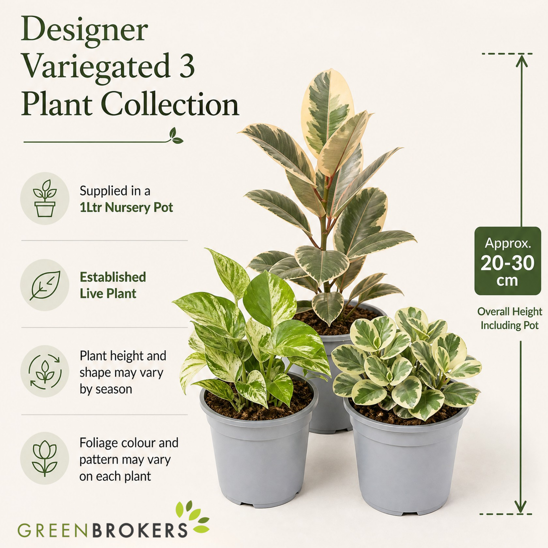 Designer Variegated 3 Plant Collection - Ficus Belize, Marble Queen & Peperomia Plant, 1L Pots