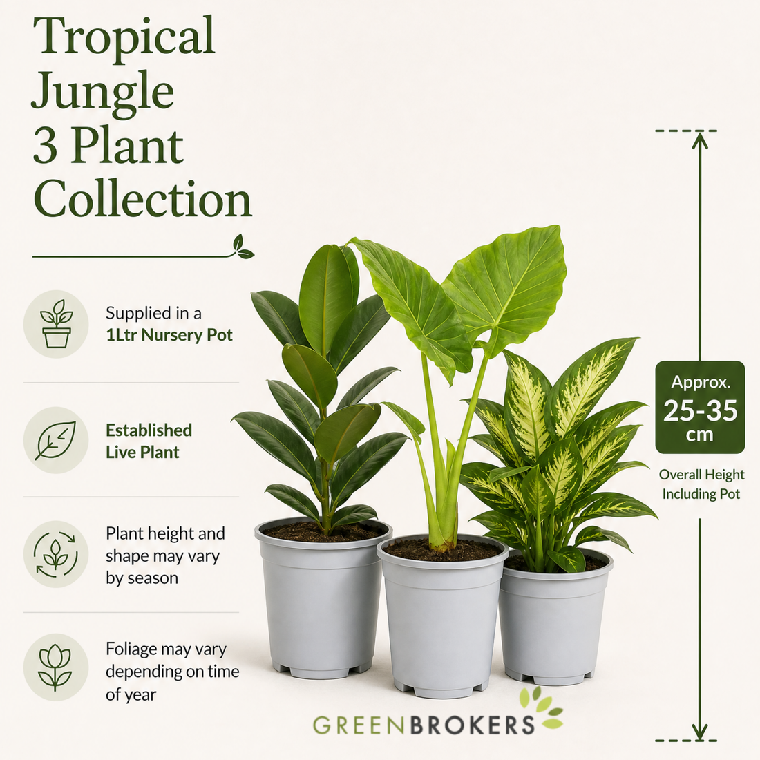 Tropical Jungle 3 Plant Collection - Ficus Robusta, Elephant Ear & Dumb Cane – Mixed Houseplants Set in 1L Pots