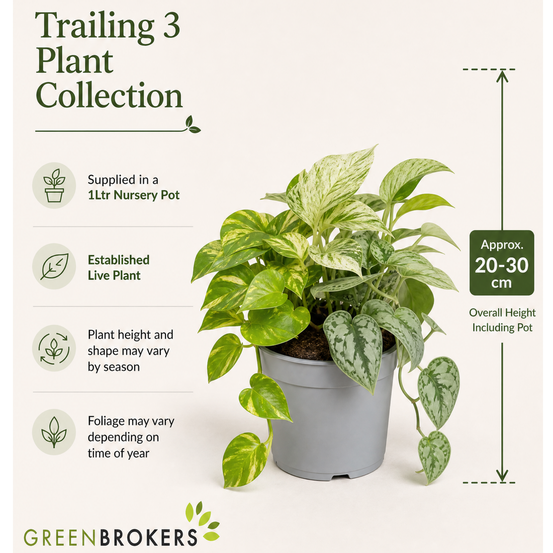 Trailing 3 Plant Collection - Pothos, Marble Queen & Scindapsus Trebie – Mixed Houseplants Set in 1L Pots