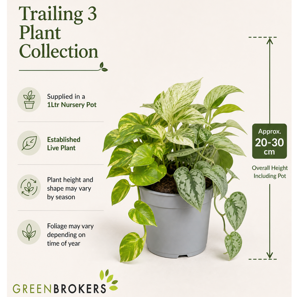 Trailing 3 Plant Collection - Pothos, Marble Queen & Scindapsus Trebie – Mixed Houseplants Set in 1L Pots