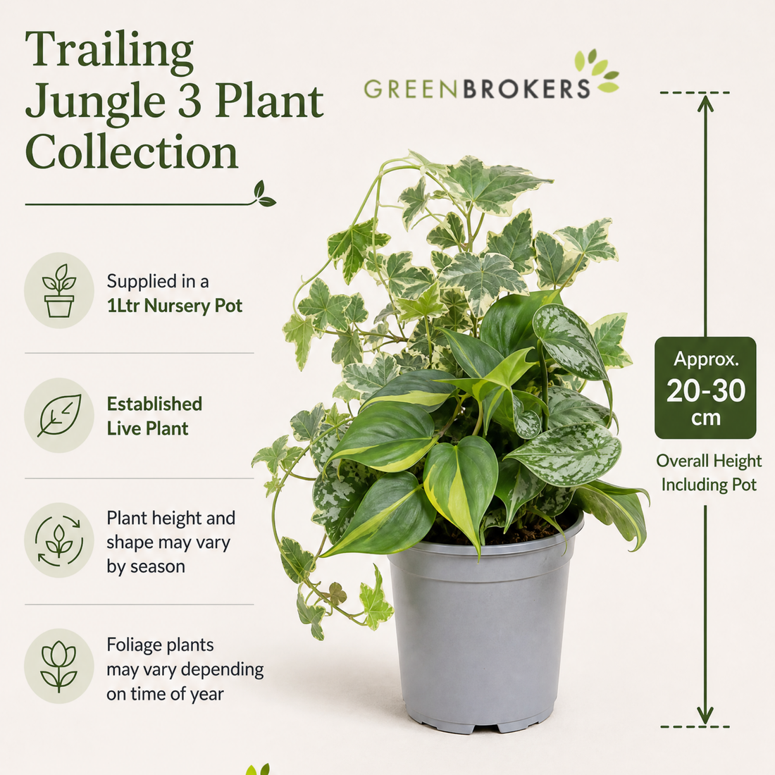 Trailing Jungle 3 Plant Collection - Ivy, Philodendron Brasil & Scindapsus – Mixed Houseplants Set in 1L Pots