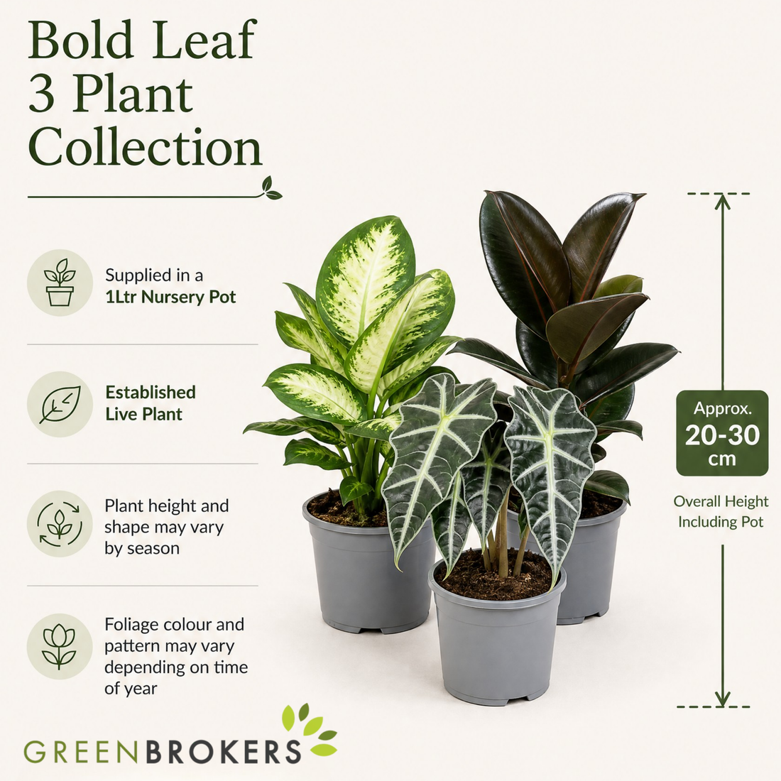 Bold Leaf 3 Plant Collection - Dieffenbachia, Alocasia Polly & Rubber Plant, 1L Pots