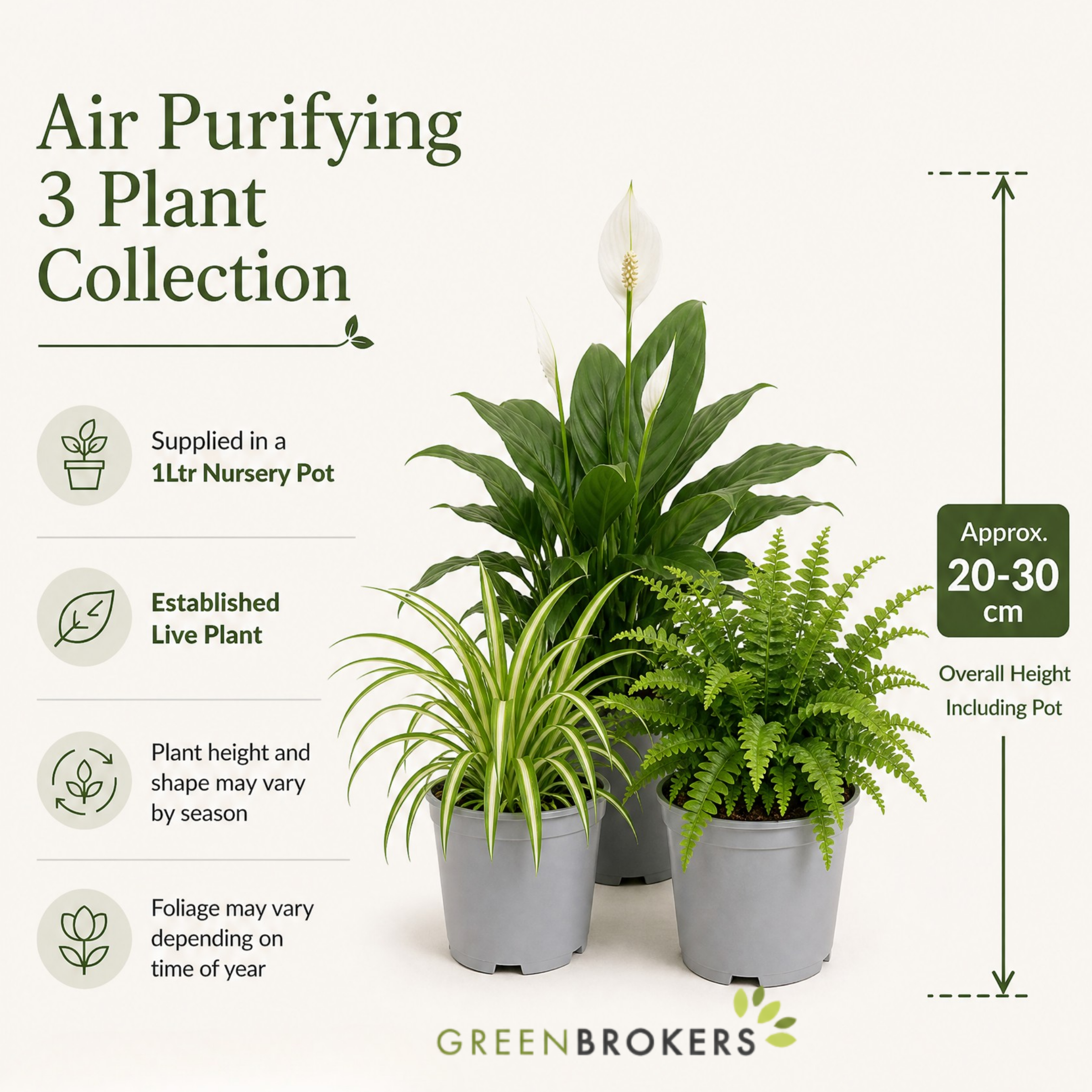 Air Purifying 3 Plant Collection - Peace Lily, Spider Plant & Boston Fern – Mixed Houseplants Set in 1L Pots