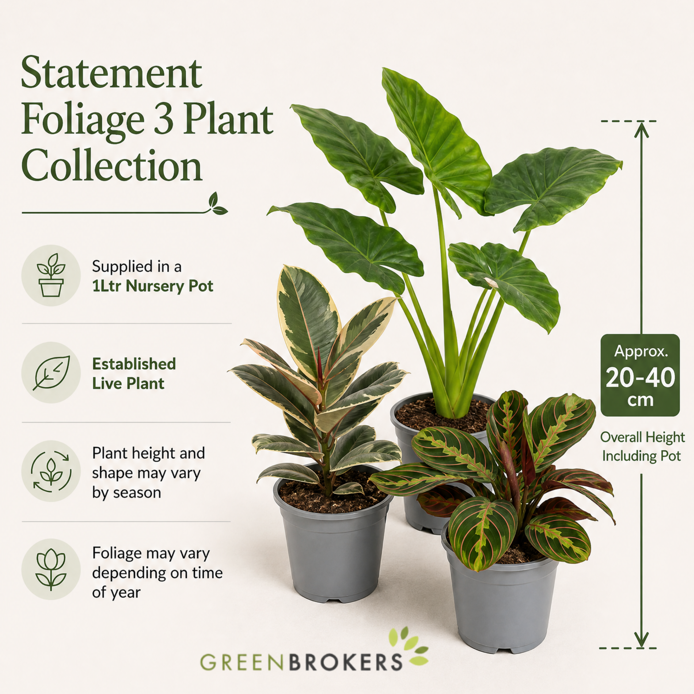 Statement Foliage 3 Plant Collection - Elephant Ear, Tineke & Prayer Plant – Mixed Houseplants Set in 1L Pots
