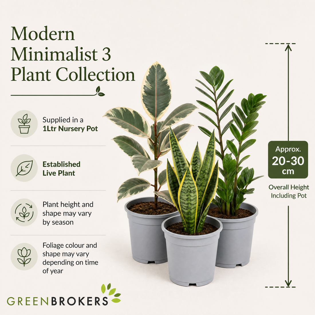 Modern Minimalist 3 Plant Collection - Ficus Tineke, Snake Plant & ZZ Plant, 1L Pots