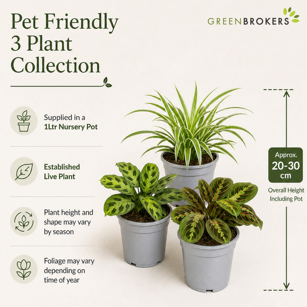 Pet Friendly 3 Plant Collection - Spider Plant, Lemon Lime & Fascinator, 1L Pots