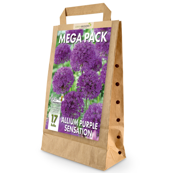 GreenBrokers Big Value Allium Bulb Pack – 17 Purple Sensation Dutch Bulbs B1092