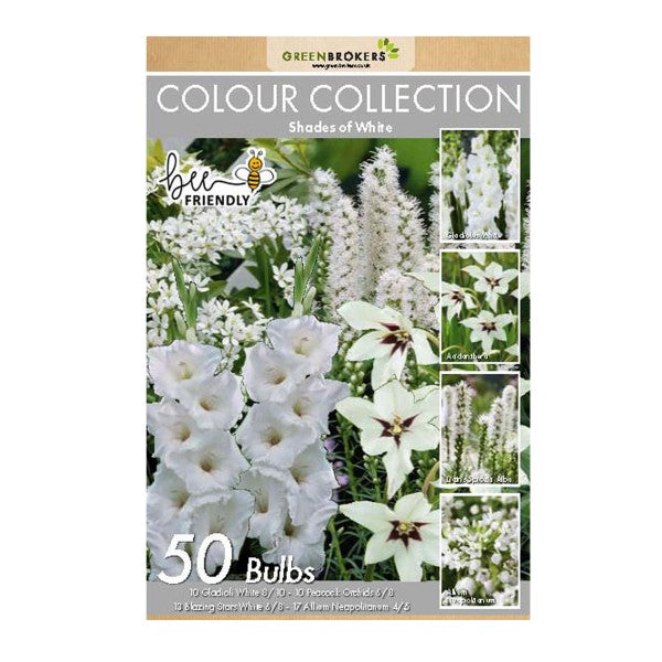 White Colour Collection Summer Flowering Bulbs (50 Bulbs) - B1307
