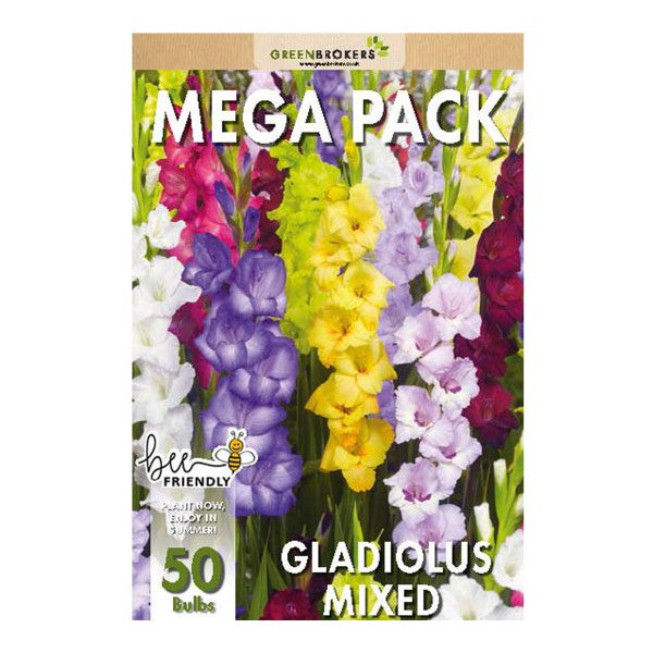 Big Buy MEGA Summer Pack Gladioli Mixed Colours (50 Bulbs) - B1303