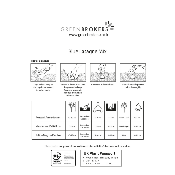 GreenBrokers Blue Lasagne Mix – 30 Spring Flower Bulbs, Bee-Friendly B1200