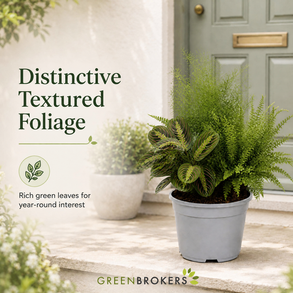 Texture 3 Plant Collection - Boston Fern, Asparagus Fern & Maranta – 3 Mixed Houseplants 1L Pots