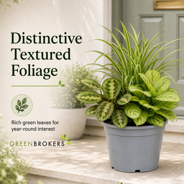 Pet Friendly 3 Plant Collection - Spider Plant, Lemon Lime & Fascinator, 1L Pots