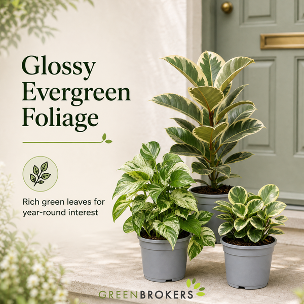 Designer Variegated 3 Plant Collection - Ficus Belize, Marble Queen & Peperomia Plant, 1L Pots