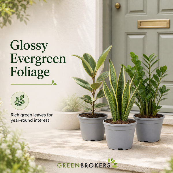 Modern Minimalist 3 Plant Collection - Ficus Tineke, Snake Plant & ZZ Plant, 1L Pots