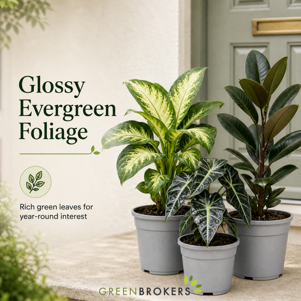 Bold Leaf 3 Plant Collection - Dieffenbachia, Alocasia Polly & Rubber Plant, 1L Pots