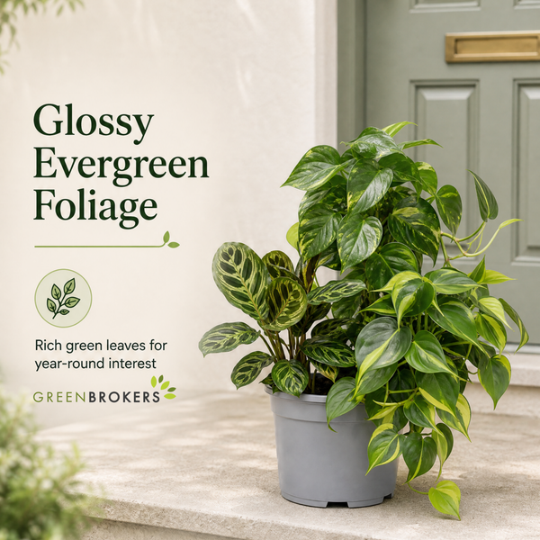 Jungle Shelf 3 Plant Collection - Philodendron Brasil, Golden Pothos & Maranta, 1L Pots
