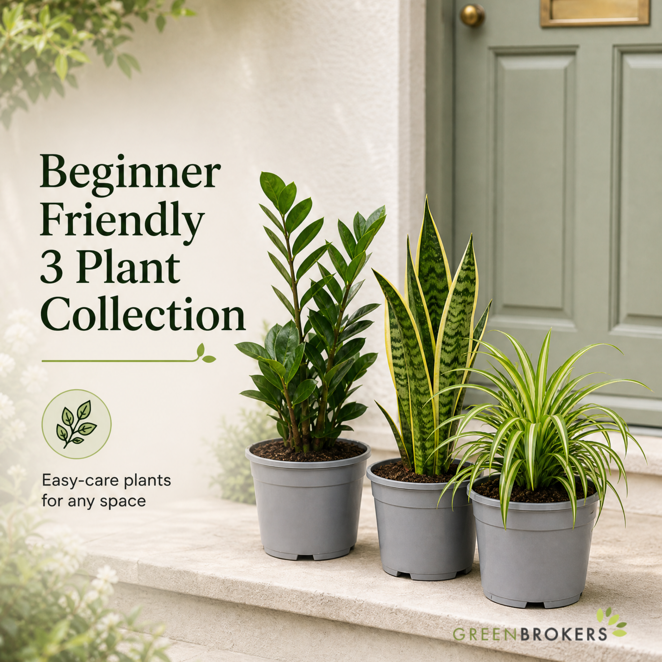 Beginner Friendly 3 Plant Collection - ZZ Plant, Snake Plant & Spider Plant – Mixed Houseplants Set in 1L Pots