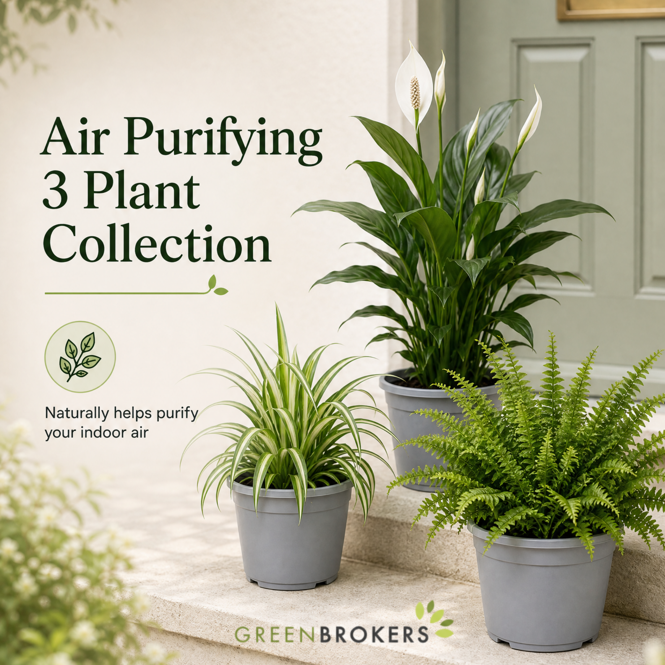 Air Purifying 3 Plant Collection - Peace Lily, Spider Plant & Boston Fern – Mixed Houseplants Set in 1L Pots