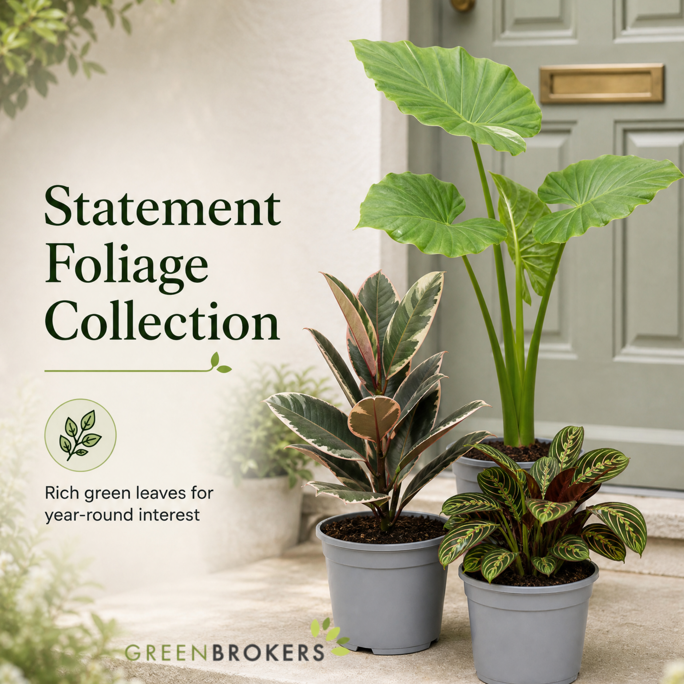Statement Foliage 3 Plant Collection - Elephant Ear, Tineke & Prayer Plant – Mixed Houseplants Set in 1L Pots