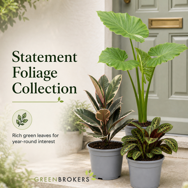 Statement Foliage 3 Plant Collection - Elephant Ear, Tineke & Prayer Plant – Mixed Houseplants Set in 1L Pots