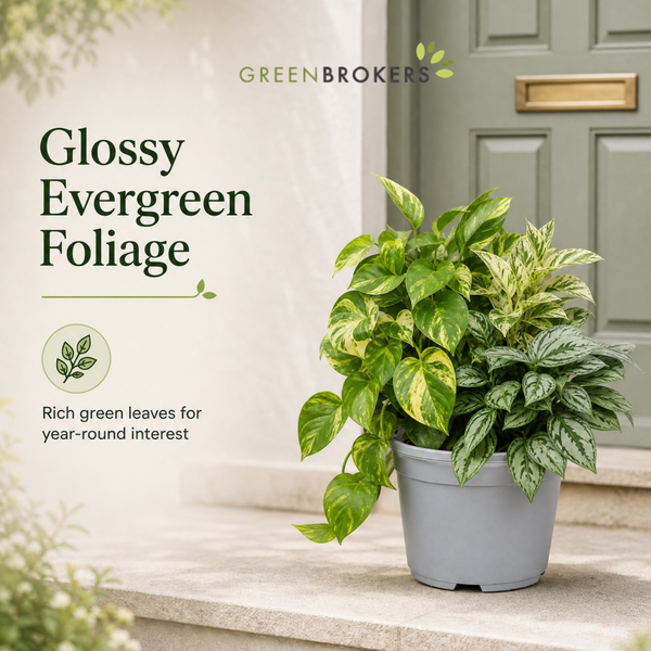 Trailing 3 Plant Collection - Pothos, Marble Queen & Scindapsus Trebie – Mixed Houseplants Set in 1L Pots
