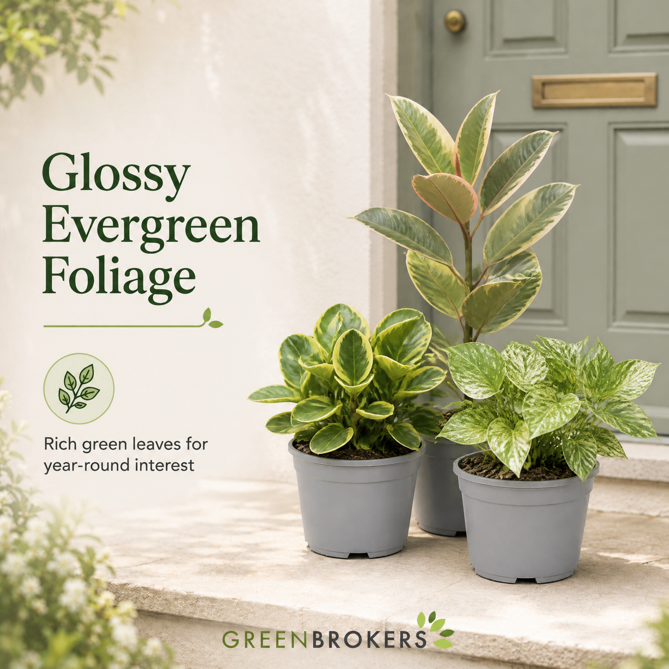 Variegated 3 Plant Collection - Ficus Tineke, Peperomia & Marble Queen – 3 Mixed Houseplants 1L Pots