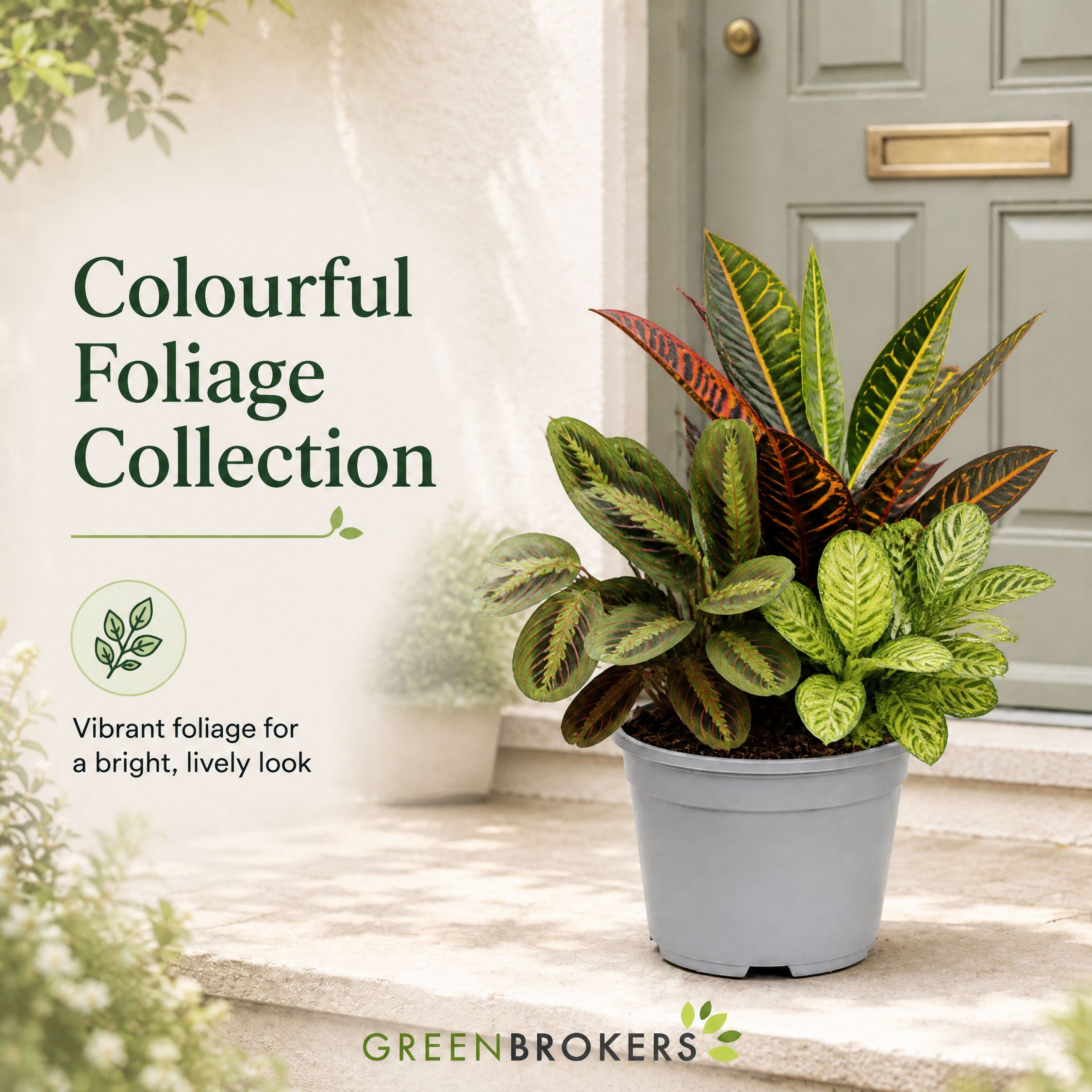 Colourful Foliage 3 Plant Collection - Croton Petra, Maranta & Ficus Belize – 3 Mixed Houseplants in 1L Pots