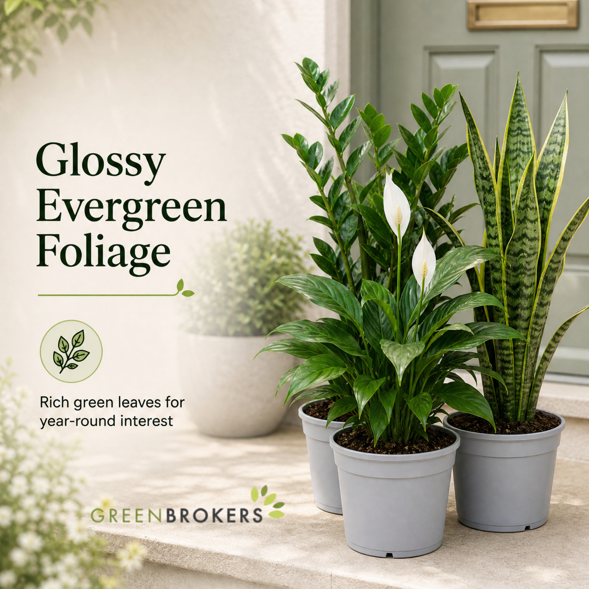 Low Light 3 Plant Collection - Snake Plant, Peace Lily & ZZ Plant – Mixed Houseplants Set in 1L Pots