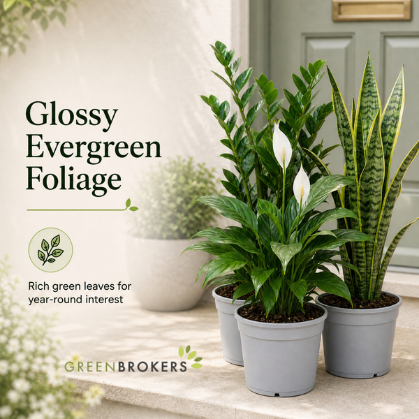 Low Light 3 Plant Collection - Snake Plant, Peace Lily & ZZ Plant – Mixed Houseplants Set in 1L Pots
