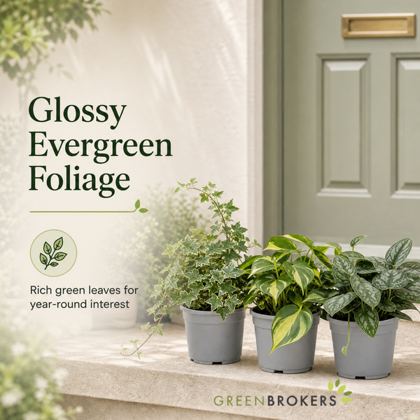 Trailing Jungle 3 Plant Collection - Ivy, Philodendron Brasil & Scindapsus – Mixed Houseplants Set in 1L Pots