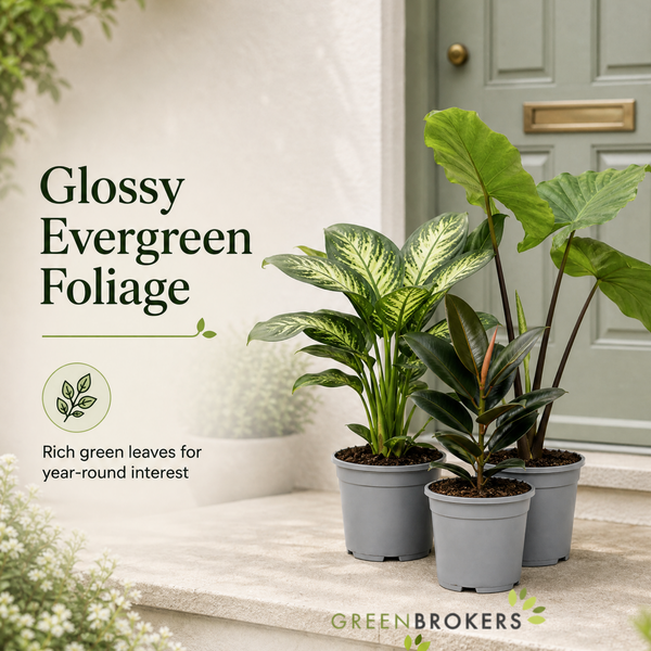 Tropical Jungle 3 Plant Collection - Ficus Robusta, Elephant Ear & Dumb Cane – Mixed Houseplants Set in 1L Pots